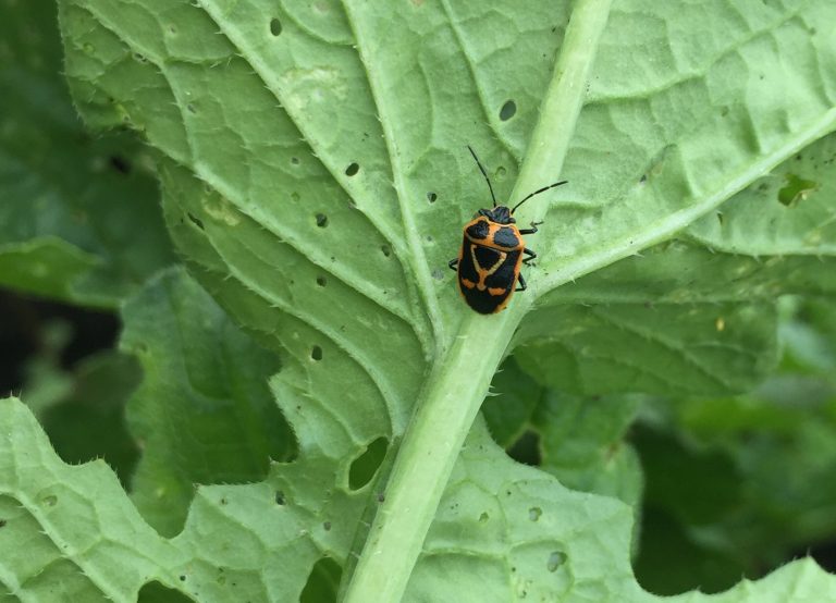 「白菜」につきやすい害虫って?その原因と害虫駆除薬を使わない対処法とは? ずぼら主婦の家庭菜園ブログ 「白菜」につきやすい害虫って?その原因と害虫駆除薬を使わない対処法とは? ずぼら主婦の家庭菜園ブログ