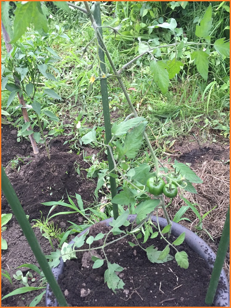 鉢植えの ミニトマト が枯れた 原因と対策は なぜ 枯れたのか検証してみた ずぼら主婦の家庭菜園ブログ