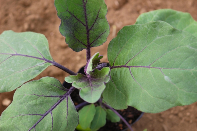 ナスの栽培の特徴とナスの苗の植え方について コンパニオンプランツについても ずぼら主婦の家庭菜園ブログ