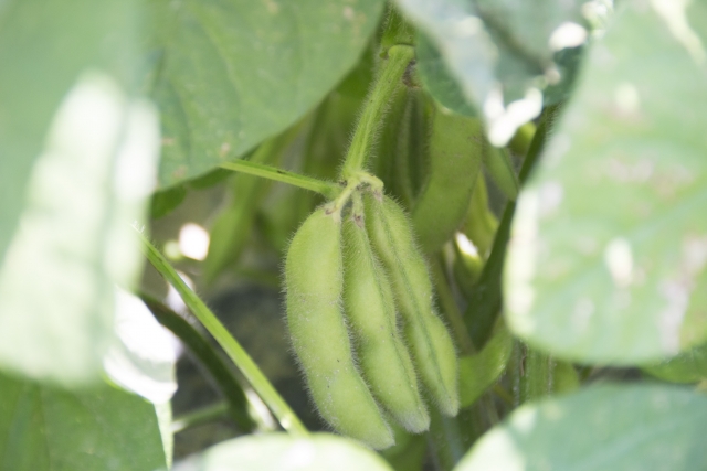 ピーマンの育て方の特徴と苗の植え方について コンパニオンプランツについても ずぼら主婦の家庭菜園ブログ