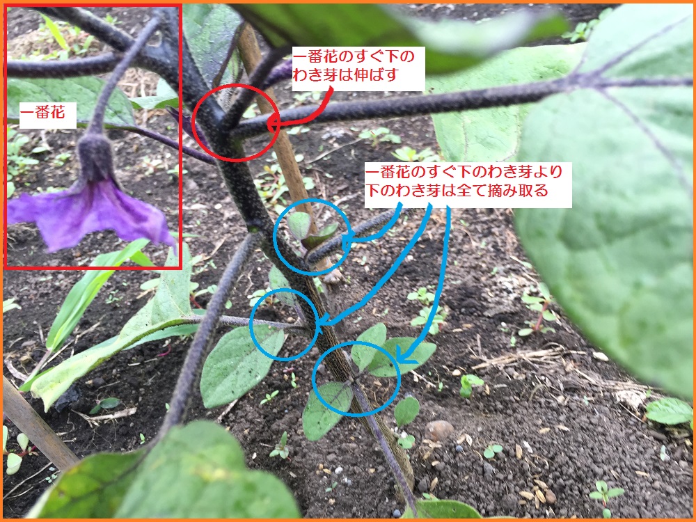 ナス栽培 手入れ方法４選 支柱の立て方 わき芽かき 肥料 水やりについても ずぼら主婦の家庭菜園ブログ