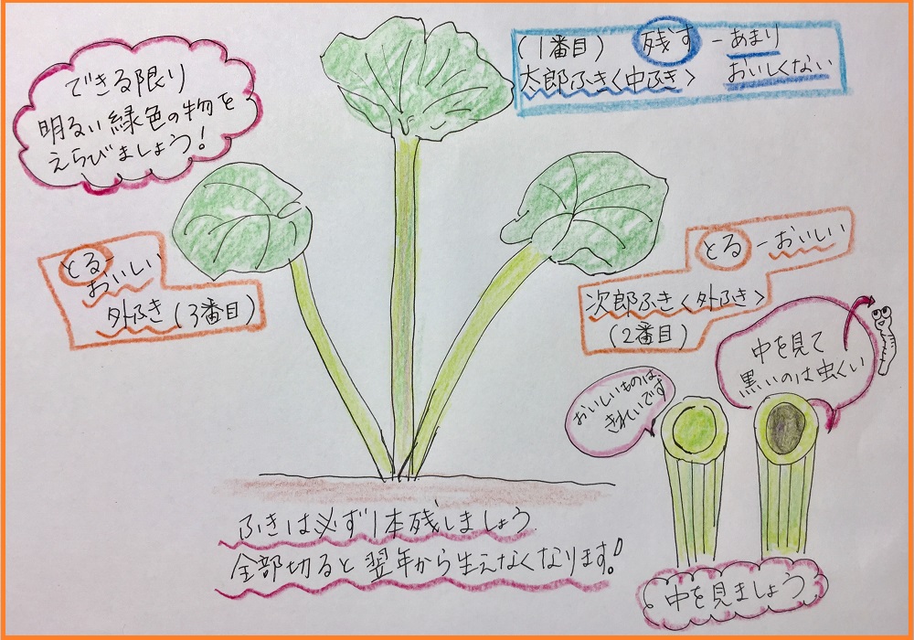 原産地が日本のフキ フキとフキノトウの違いは フキの取り方についても ずぼら主婦の家庭菜園ブログ
